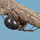 Steatoda capensis